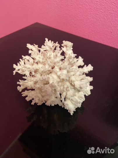 Морские кораллы