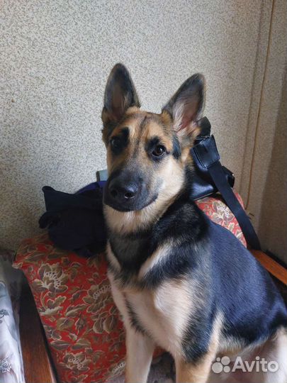 Собака метис