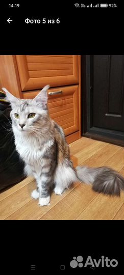 Кошка