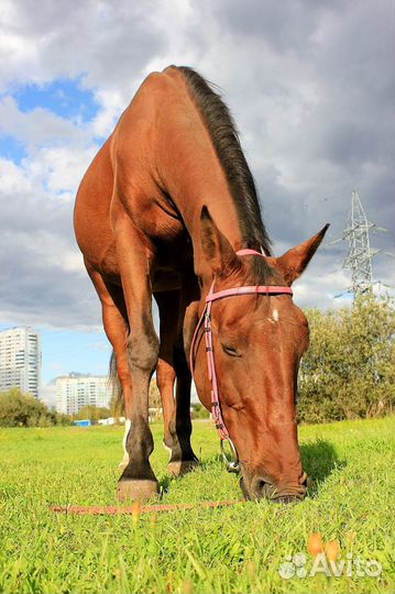 Хобби лошади(для души)