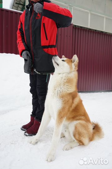 Коррекция поведения собак (с выездом)