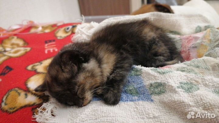 Котенок - девочка