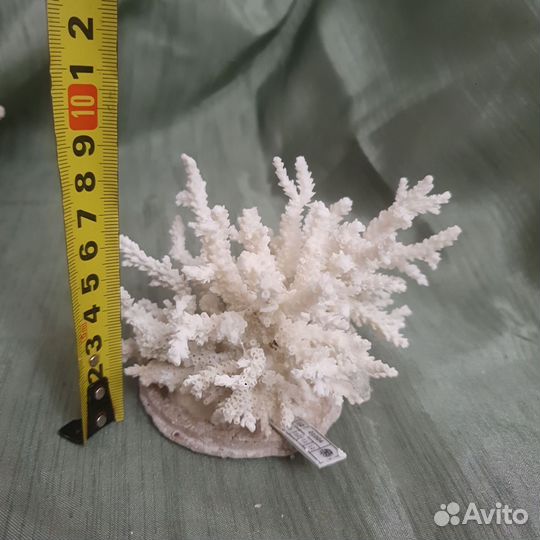 Морские кораллы