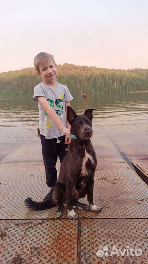 Щенок в добрые руки