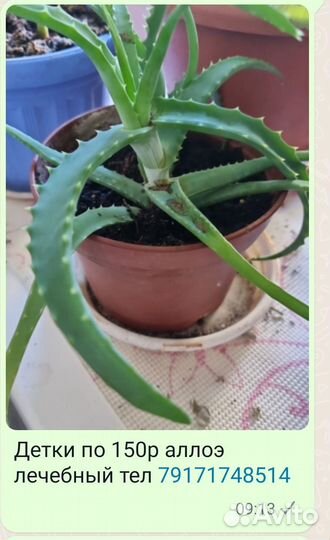 Комнатные цветы