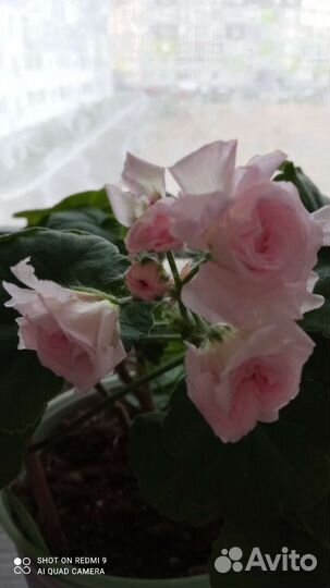 Пеларгония герань сортовая