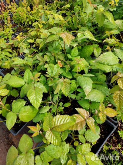 Ежемалина (зкс)