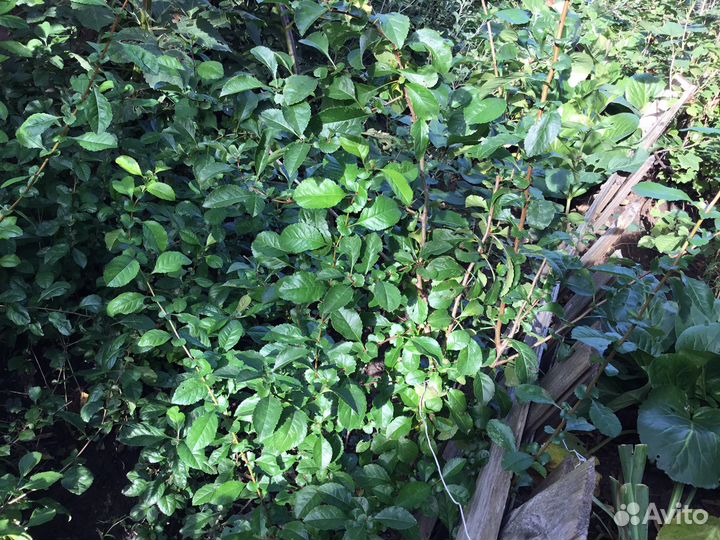 Хеномелес,айва японская