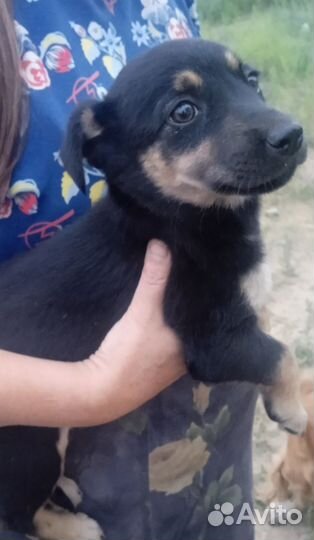 Маленькая собака в добрые руки бесплатно