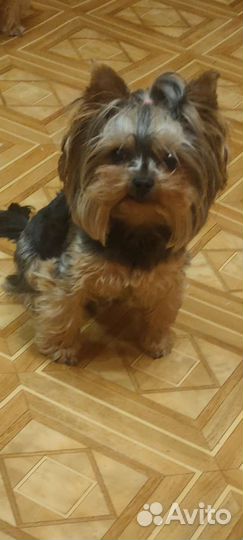 Йоркширский терьер мини вязка