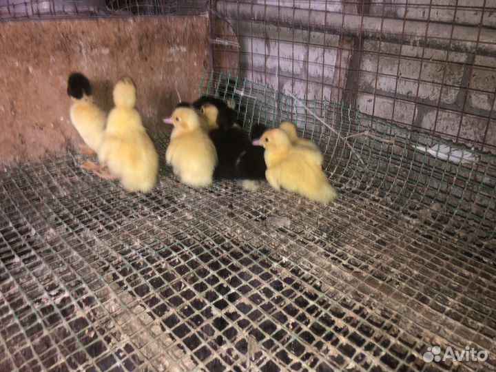 Индоутята суточные