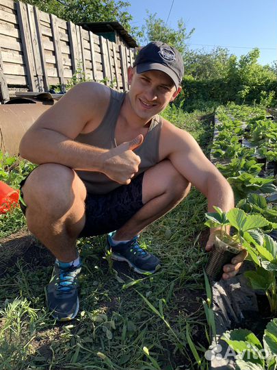 Рассада клубники