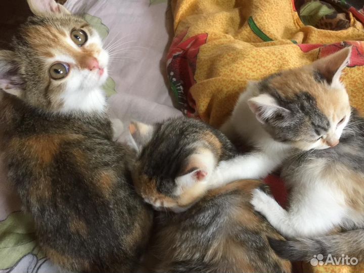 Котята
