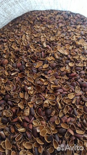 Скорлупа кедрового ореха