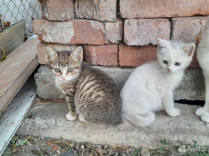 Котики ищут дом