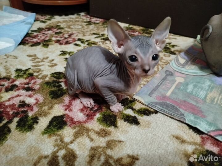 Канадский сфинкс котята