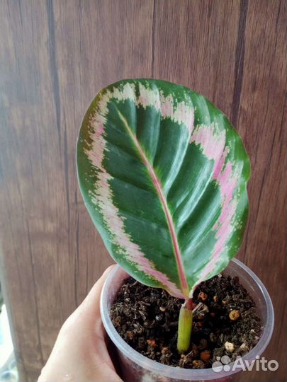 Калатея Анжела