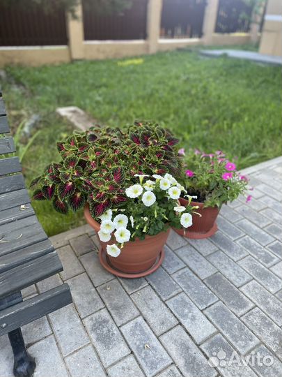 Рассада петунии