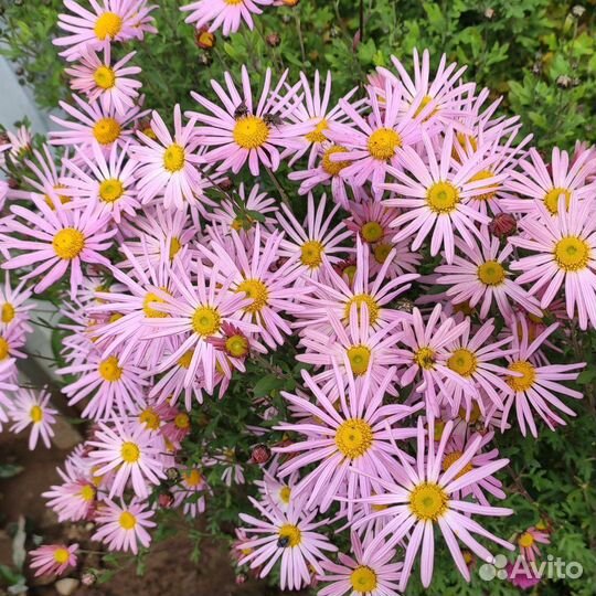 Хризантема