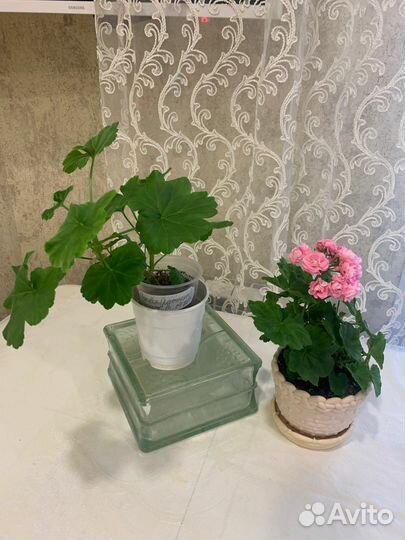 Пеларгония