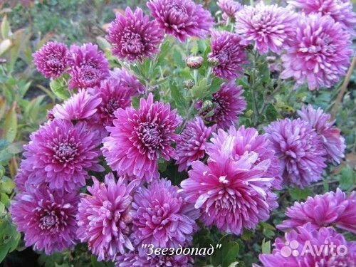 Корейская хризантема