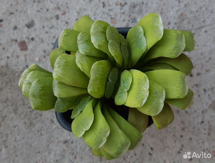 Haworthia lime green