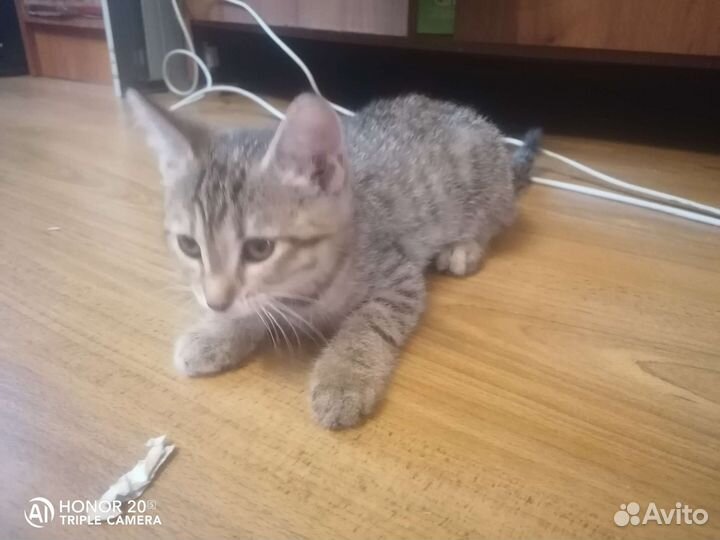 Котята от кошки мышеловки