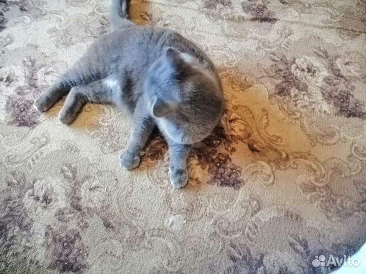 Кошка в добрые руки