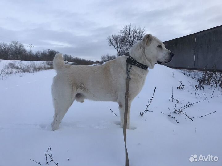 Среднеазиатская овчарка кобель алабай вязка