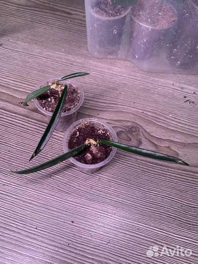 Хойи сортовые 1