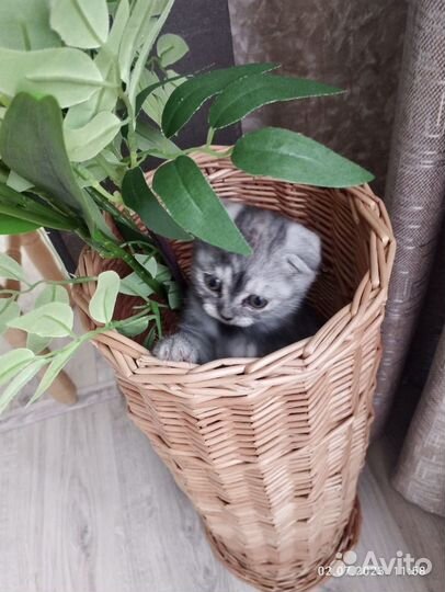 Шотландская вислоухая кошечка ищет дом