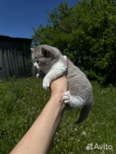 Красивый котенок девочка