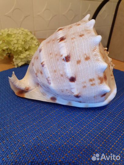 Большая морская ракушка