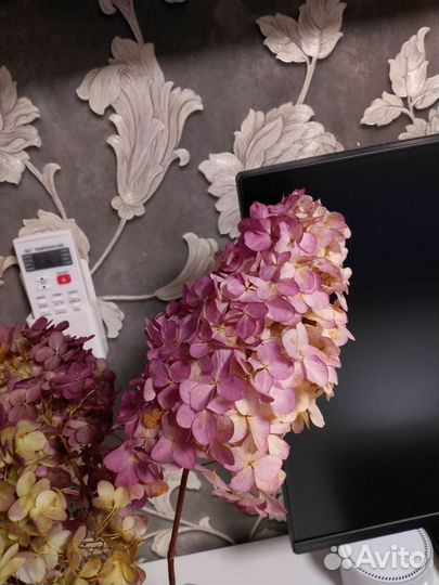 Гортензия сухоцвет