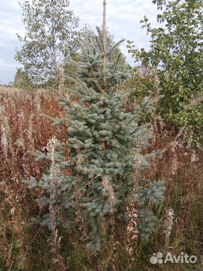 Ель голубая