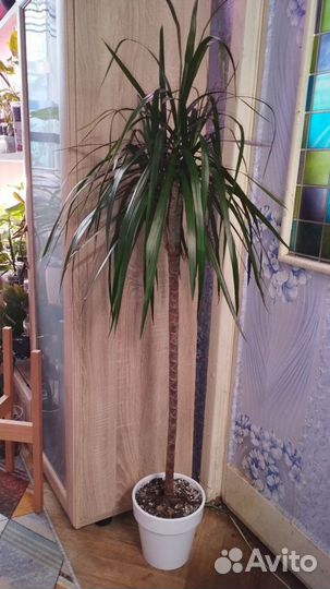 Пальма Драцена 120см, большая, пышная