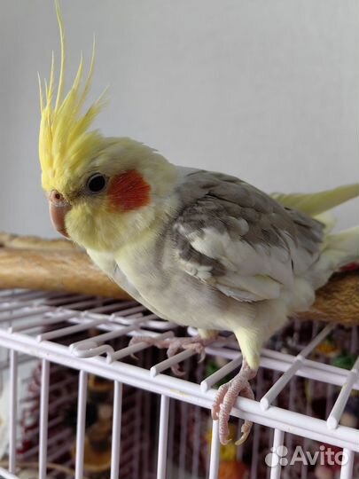 Попугай корелла ручной