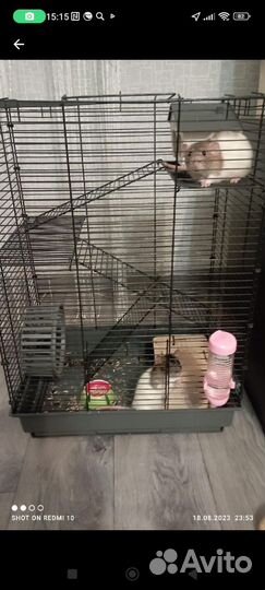 Крыса с клеткой