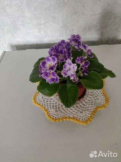 Цветы фиалки