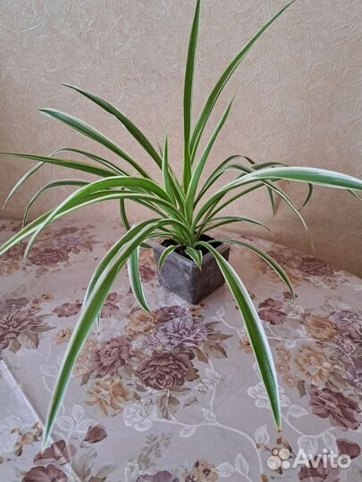 Хлорофитум комнатный цветок