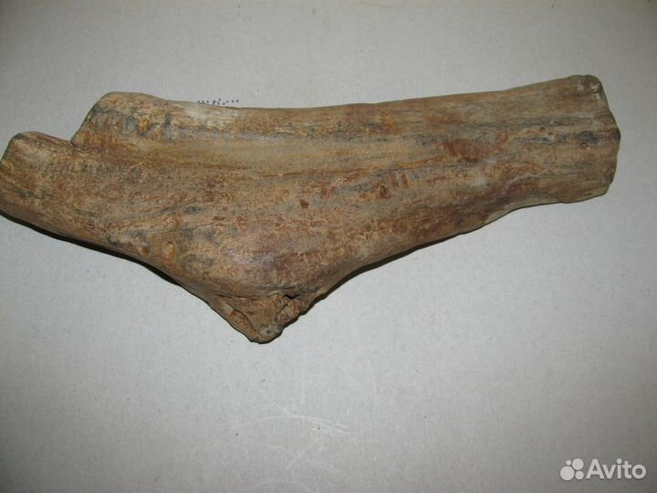 Окаменелое дерево (в коллекцию)