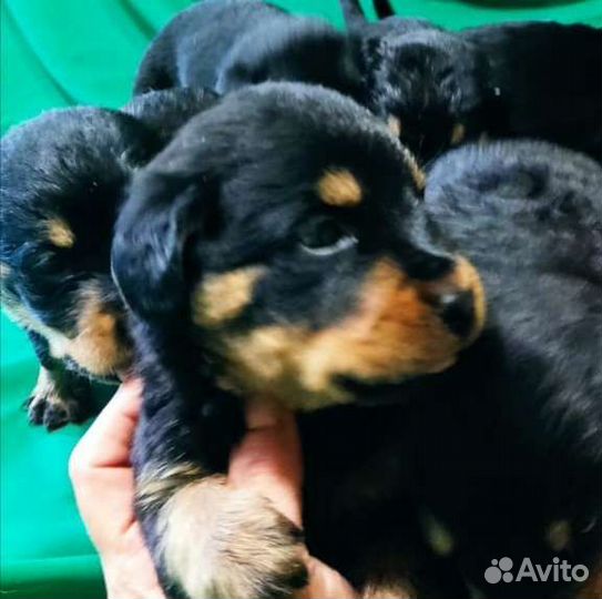 Щенки ротвейлера