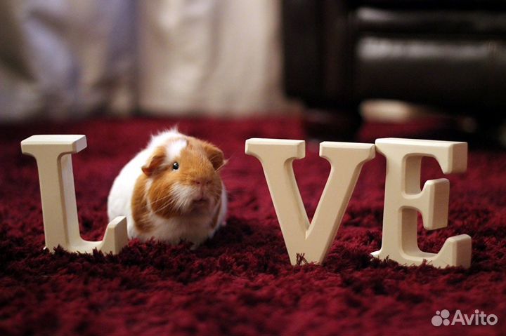 Ратолог специалист по грызунам