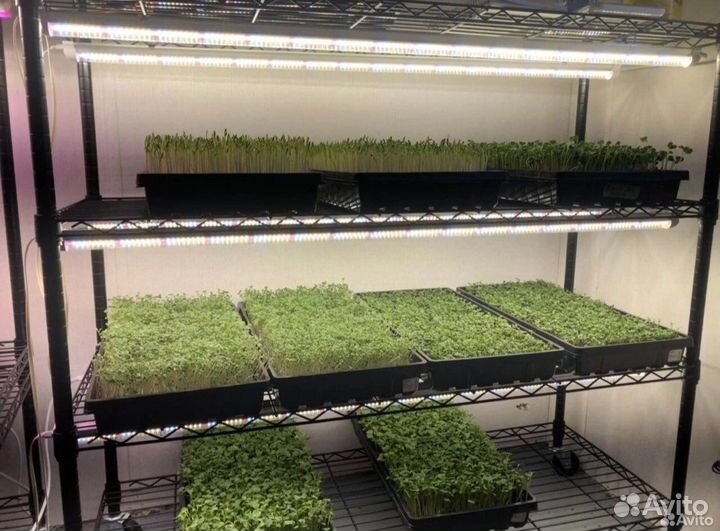 Микрозелень