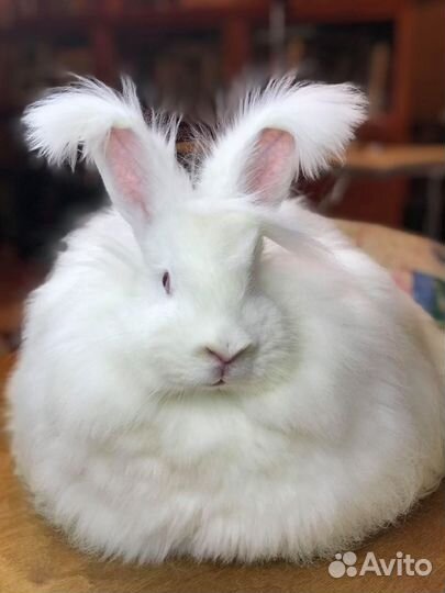 Вязка кроликов