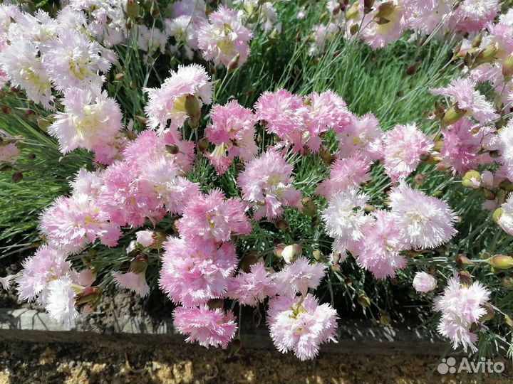 Гвоздика перистая розовая