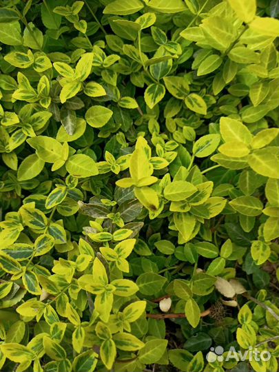 Бересклеты