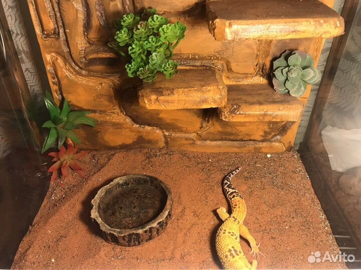 Террариум для рептилий