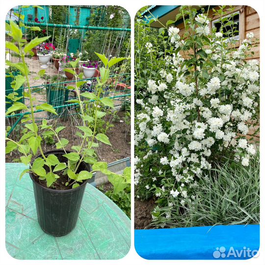 Садовые цветы многолетние