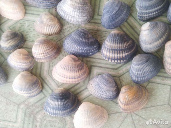 Ракушки для поделок